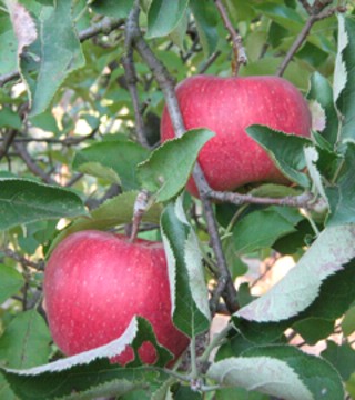 Orchard rows