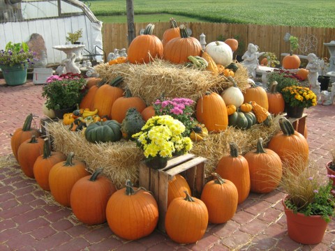 The Pumpkin Patch